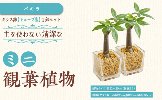 【観葉植物】土を使わないで清潔なミニ観葉植物 ゼオライト植え・ガラス鉢 キューブ形 2鉢セット(パキラ)|観葉植物 インテリア 部屋 おしゃれ 福岡県筑前町 送料無料