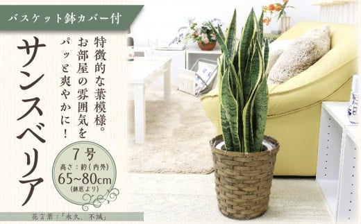 サンスベリア 7号 バスケット鉢カバー 土の表面:ウッドチップ【観葉植物 植物 サンスベリア 7号 バスケット 鉢付 インテリア 部屋 室内 オフィス 癒し エコ グリーン マイナスイオン リラックス オシャレ おしゃれ ギフト プレゼント 贈り物 人気 おすすめ  福岡県筑前町 送料無料 AG019】