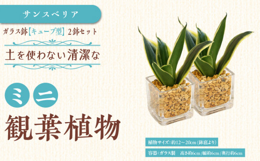 【観葉植物】土を使わないで清潔なミニ観葉植物 ゼオライト植え・ガラス鉢 キューブ形 2鉢セット(サンスベリア)|観葉植物 インテリア 部屋 おしゃれ 福岡県筑前町 送料無料