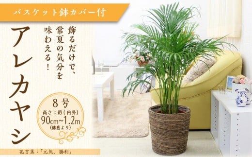 アレカヤシ 8号 ブラウンバスケット鉢カバー 土の表面:ウッドチップ 【観葉植物 植物 アレカヤシ 8号 バスケット 鉢付 インテリア 部屋 室内 オフィス 癒し エコ グリーン マイナスイオン リラックス オシャレ おしゃれ ギフト プレゼント 贈り物 人気 おすすめ  福岡県筑前町 送料無料 AG020】