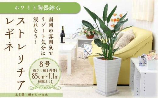 ストレリチア レギネ 8号 ホワイト陶器鉢 G[観葉植物 植物 ストレリチア レギネ 8号 鉢付 インテリア 部屋 室内 オフィス 癒し エコ グリーン マイナスイオン リラックス オシャレ おしゃれ ギフト プレゼント 贈り物 人気 おすすめ 福岡県筑前町 送料無料 AG040]