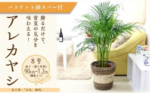 アレカヤシ 8号 ストライプバスケット鉢カバー 土の表面:ウッドチップ 【観葉植物 植物 アレカヤシ 8号 バスケット 鉢付 インテリア 部屋 室内 オフィス 癒し エコ グリーン マイナスイオン リラックス オシャレ おしゃれ ギフト プレゼント 贈り物 人気 おすすめ  福岡県筑前町 送料無料 AG041】