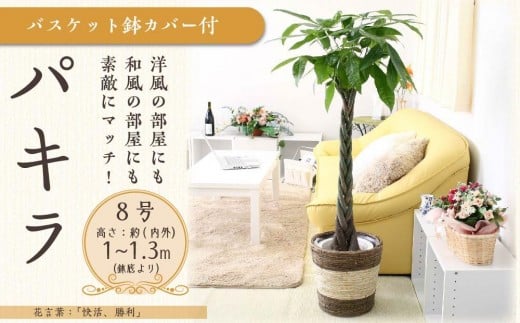 パキラ 8号 ストライプバスケット鉢カバー 土の表面:ウッドチップ【観葉植物 植物 パキラ 8号 バスケット 鉢付 インテリア 部屋 室内 オフィス 癒し エコ グリーン マイナスイオン リラックス オシャレ おしゃれ ギフト プレゼント 贈り物 人気 おすすめ  福岡県筑前町 送料無料 AG045】