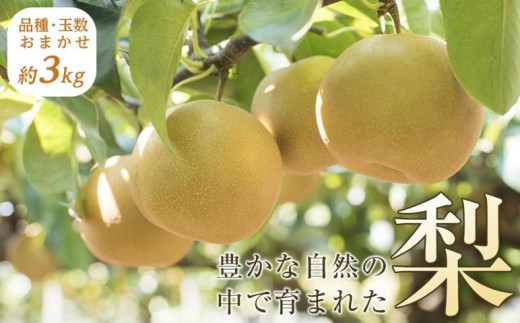 【産地直送】筑前町の豊かな自然の中で育まれた梨 約3kg(5玉~9玉)