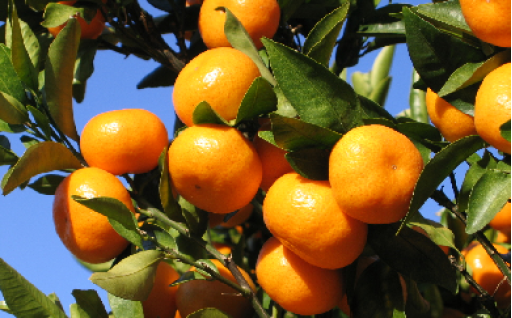 8．農林水産業振興への支援