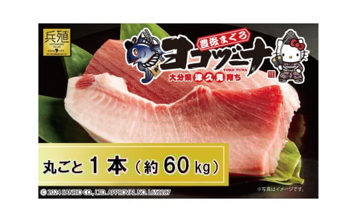 マグロ まるごと1本 約60kg 豊後まぐろヨコヅーナ 　大分県津久見市産 本マグロ 本まぐろ 本鮪 丸ごと 赤身 大トロ 中トロ トロ 刺身