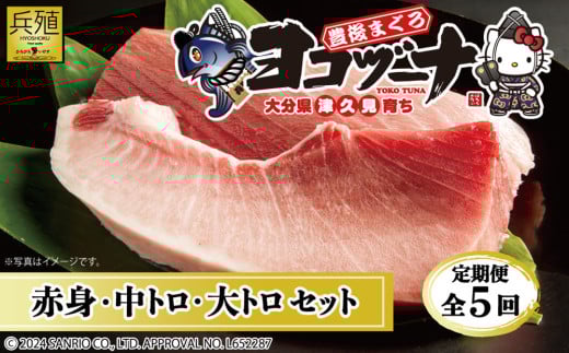 【定期便5回】豊後まぐろヨコヅーナ贅沢セット全5回 赤身250g 中トロ500g 大トロ250g入りの豪華セット 　本マグロ 本まぐろ 本鮪 刺身 刺し身 大分県産 九州産 津久見市