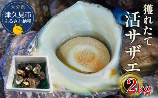 獲れたて 活サザエ 2㎏（12個～20個）さざえ 生 栄螺 壺焼きサザエ つぼ焼き 海産物 海鮮 バーベキュー BBQ 大分県産 九州産 津久見市 国産
