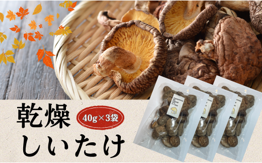 大分県産 しいたけ 津久見で育てた肉厚乾燥しいたけ 40g×3袋　|　津久見市 干し椎茸 菌床しいたけ きのこ 国産 産地直送