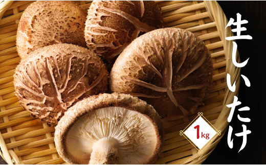 大分県産 しいたけ 津久見で育てた肉厚生しいたけ 1㎏　|　津久見市 椎茸 菌床しいたけ きのこ 冷蔵 国産 産地直送