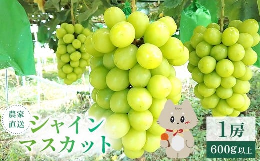 《2025年10月上旬～11月下旬出荷》 宮城県丸森町産 シャインマスカット　1房(1房 600g以上)【48002】