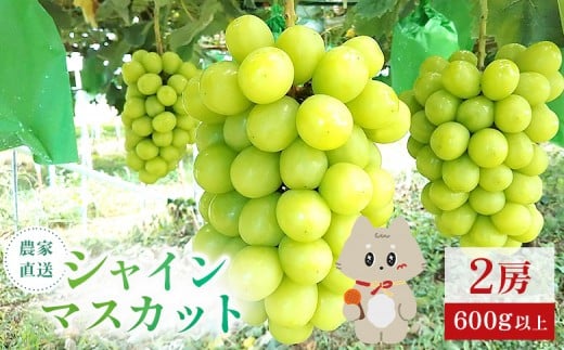 《2025年10月上旬～11月下旬出荷》 宮城県丸森町産 シャインマスカット　2房(1房 600g以上)　【4800302】