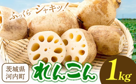 蓮根 1kg まちづくり河内株式会社かわち夢楽《30日以内に出荷予定(土日祝除く)》 茨城県 河内町 蓮根 れんこん レンコン 野菜