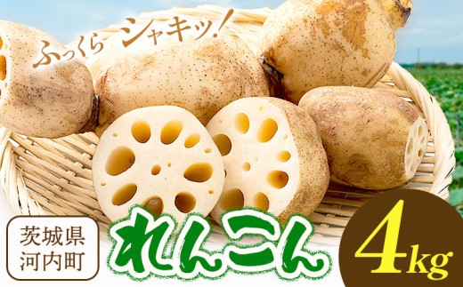 蓮根 4kg まちづくり河内株式会社かわち夢楽《30日以内に出荷予定(土日祝除く)》 茨城県 河内町 蓮根 れんこん レンコン 野菜