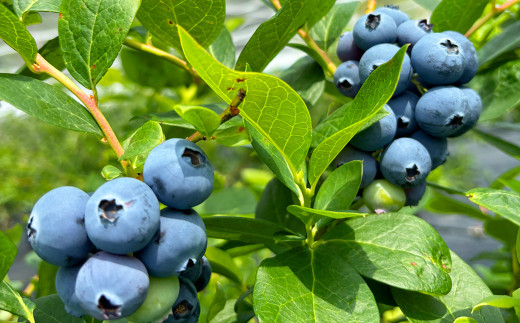 湧き水育ちのこだわり“大粒・完熟”冷凍ブルーベリー 合計1kg（500g×2パック） ｜ 国産・農家直送【ブルーベリーガーデンcoicoi/愛知県額田郡幸田町】　※2025年6月下旬頃より順次発送予定