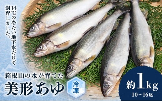鮎 箱根の水が育てた 美形 あゆ 約1kg 10～16尾 魚 魚介 魚介類 鮮魚 川魚 生魚 塩焼き 冷凍 冷凍配送 静岡 静岡県 裾野 裾野市 [№5812-0319]