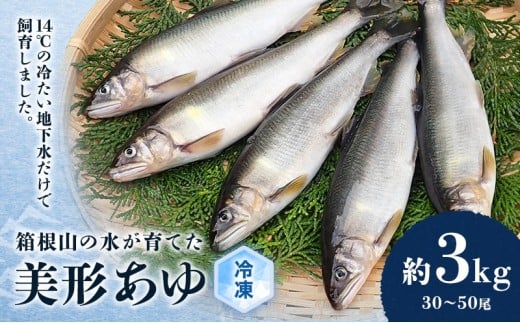 鮎 箱根の水が育てた 美形 あゆ 約3kg 30～50尾 魚 魚介 魚介類 鮮魚 川魚 生魚 塩焼き 冷凍 冷凍配送 静岡 静岡県 裾野 裾野市 [№5812-0320]