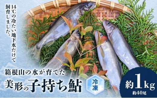箱根の水が育てた美形の子持ち鮎【冷凍 約1kg（約40尾）】 [№5812-0377]