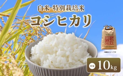 【 新米予約 】 令和7年産 新米 特別栽培米 コシヒカリ 予約 米 10kg 白米 こしひかり 国産 滋賀県 日野町 農家直送 環境こだわり米 お米 おこめ こめ 産地直送 ふるさと納税