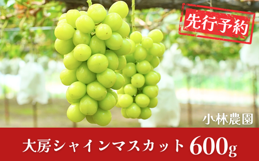 先行予約 大房シャインマスカット 約600g（1房）令和8年度 しゃいんますかっと 新潟県 三条市産シャインマスカット ぶどう [小林農園] ブドウ 葡萄【010P080】