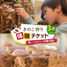 きのこ狩り体験チケット×3枚(300g)【1288352】