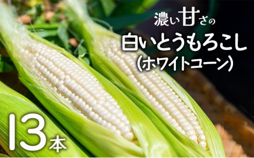 朝採れ 濃い甘さの白いとうもろこし ホワイトコーン 13本 個包装 野菜 とうもろこし トウモロコシ コーン  白とうもろこし  甘い 美味しい 旬 夏野菜 淡路島 洲本市