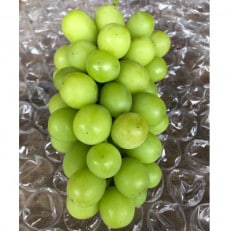 【2026年夏発送】先行受付 旬のシャインマスカット詰め合わせ約1.8キロ(和歌山県橋本市産)【配送不可地域：離島】【1515363】