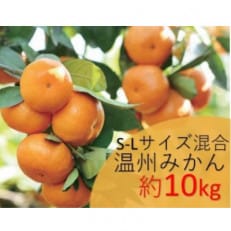 【2025年12月以降発送】温州みかん　約10kg　S-Lサイズ混合　まつもと農園の和歌山県産みかん【1489600】