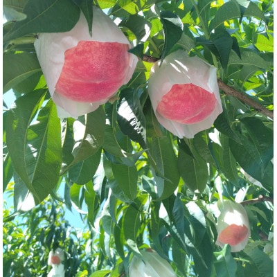 和歌山の桃「さくひめ」計4kg 11個～13個【配送不可地域：離島】【1639768】