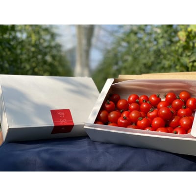 高糖度ミニトマト1kg【1652024】