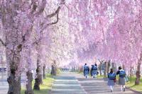 日中線記念自転車歩行者道しだれ桜並木の観光地づくり
