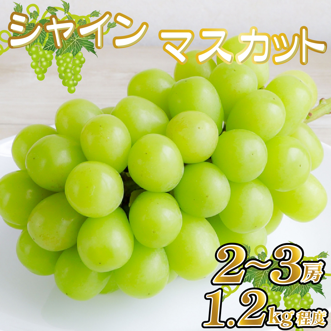 【産直もぎたて】シャインマスカット 1.2kg程度(果実 くだもの フルーツ ブドウ マスカット 贈答用 限定)