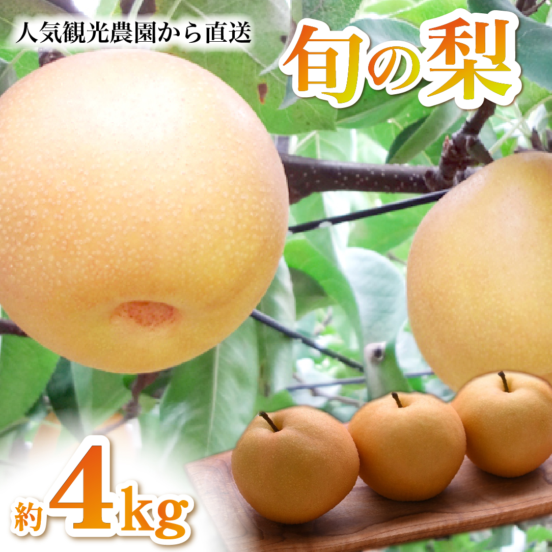 【観光農園直送!】旬の梨詰め合わせ 4kg(梨 なし ナシ 果物 フルーツ 限定)