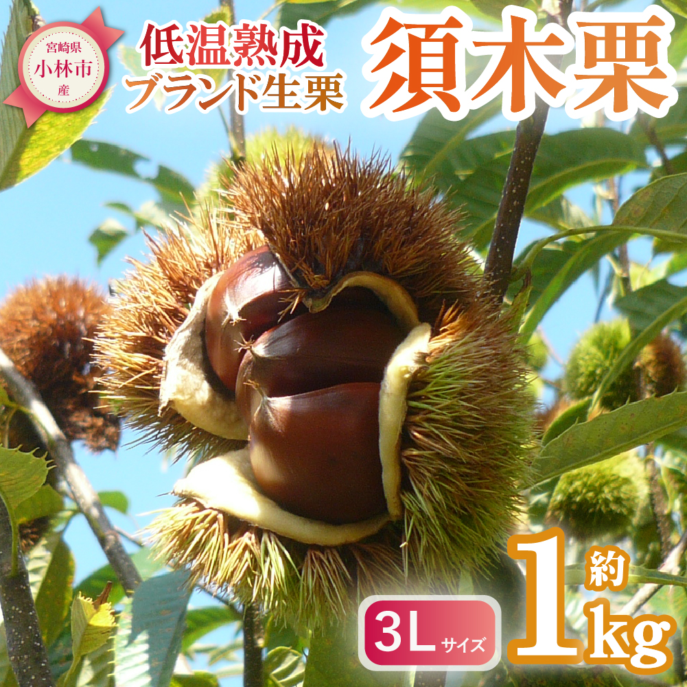 【低温熟成】ブランド栗「須木栗」3Lサイズ 1kg程度(生栗 マロン 栗 熟成 果物 フルーツ 限定 秋 旬)
