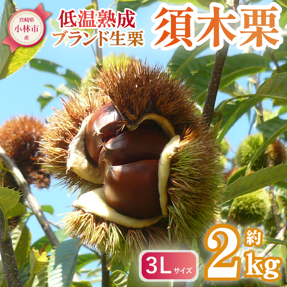 【低温熟成】ブランド栗「須木栗」3Lサイズ 2kg程度(生栗 マロン 栗 果物 フルーツ 限定 秋 旬)