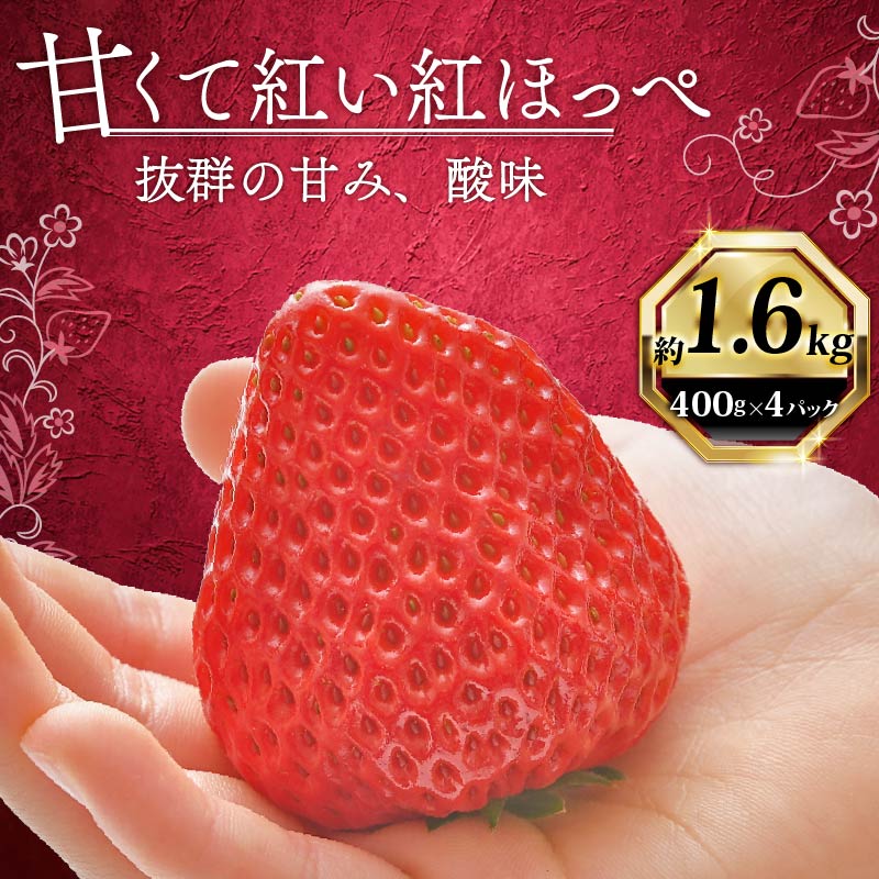 いちご 紅ほっぺ 計 1600g 計 4 パック 高級 イチゴ 苺 セット べにほっぺ 4 パック 400g × 4 パック フルーツ 果物 ストロベリー 産地直送 国産 スイーツ デザート くだもの イチゴ 果物 贈答用 ギフト 畠農宝 静岡県 牧之原市