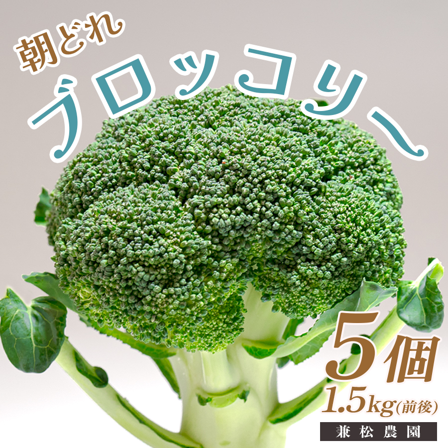 高知県産 ブロッコリー 5個 1.5kg前後 朝どれ 新鮮 国産|野菜 冬野菜 大月町 産地直送 栄養豊富 食物繊維 βカロテン お取り寄せ 離乳食 ヘルシー サラダ 子どもが好きな野菜 時短料理 アウトドア野菜 お弁当 旬の野菜 おかず