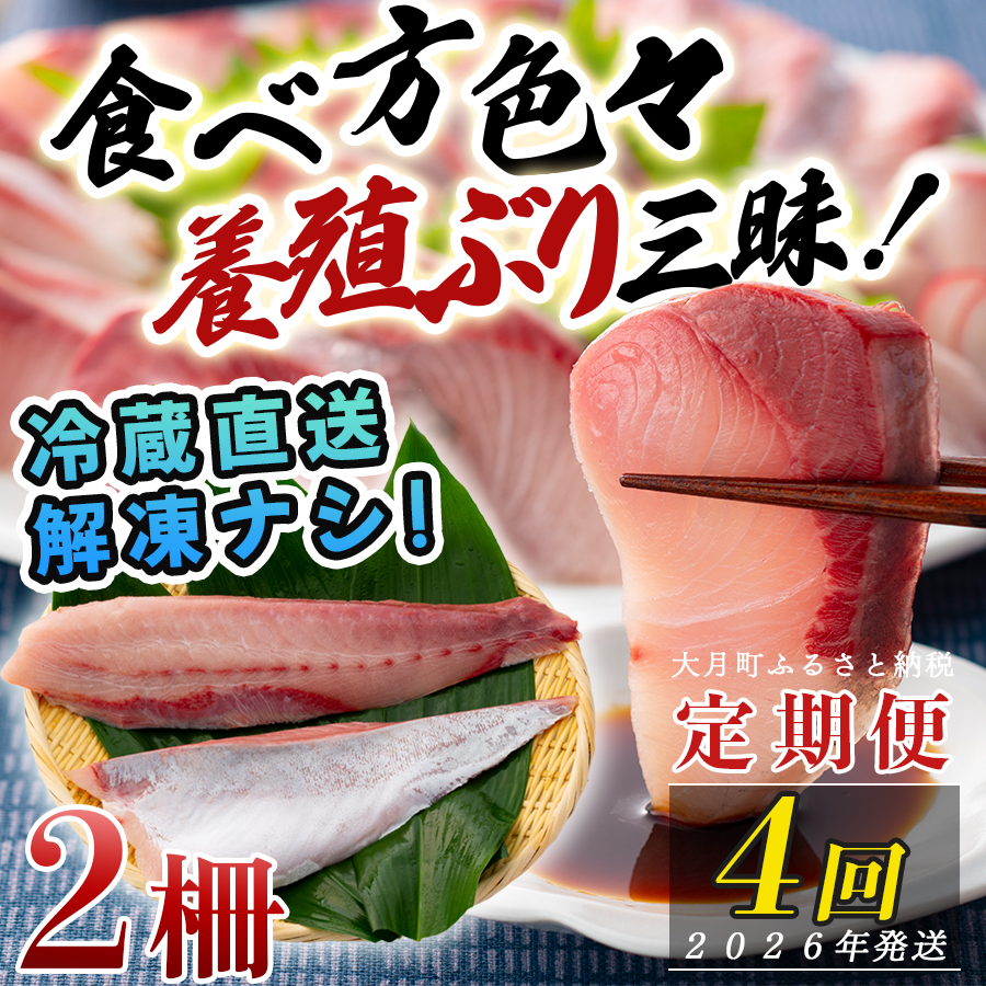 【定期便4回】冷蔵 養殖ぶり 2柵 セット|鰤 ブリ 刺身 生食用 冷蔵直送 解凍なし 朝〆 海鮮 魚介 鮮度抜群 人気 小分け 個包装 贈答 ギフト おすすめ 高知県 大月町 国産 送料無料 お取り寄せ 産地直送 ぶりしゃぶ カルパッチョ