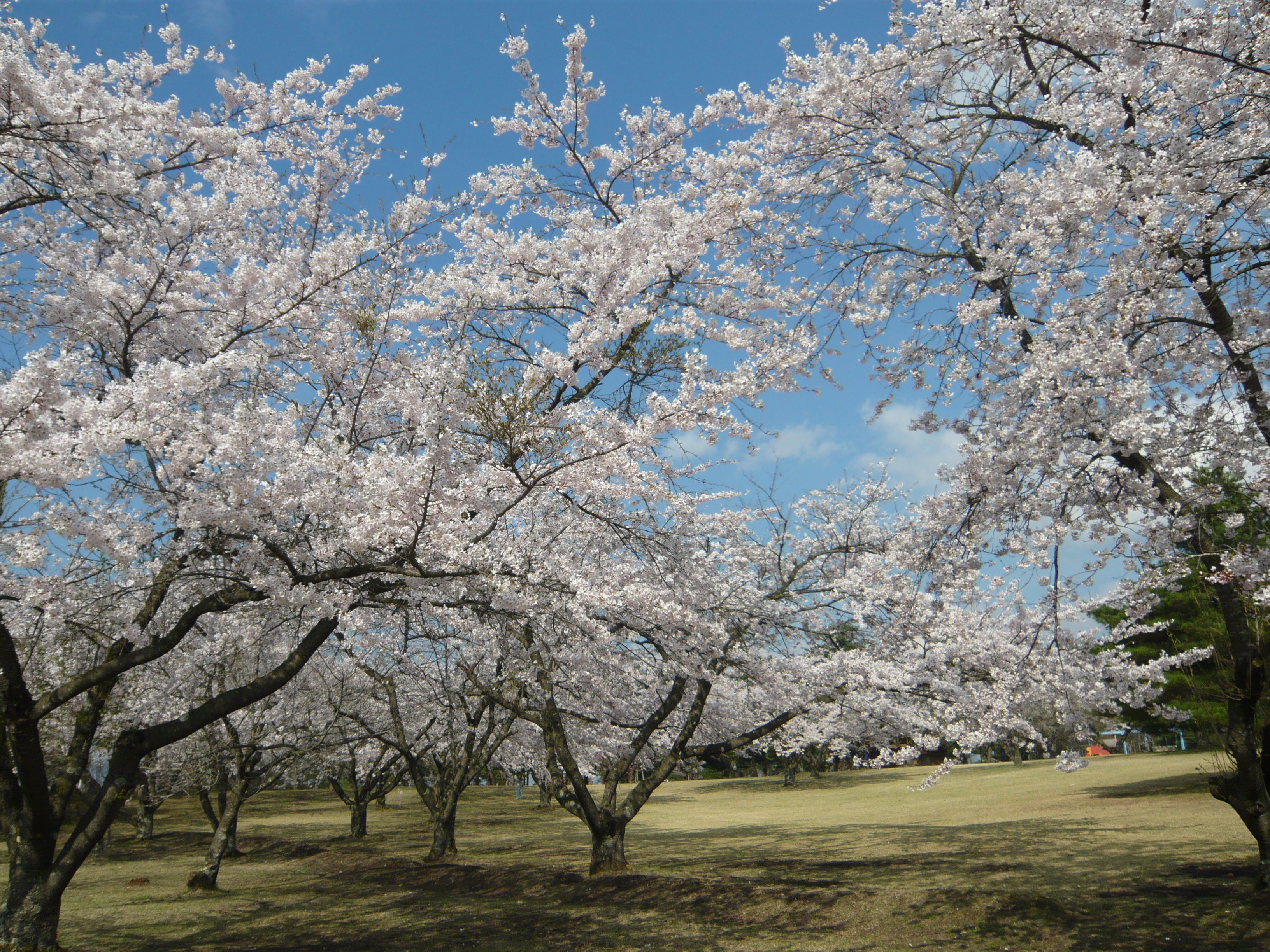 青森県五戸町