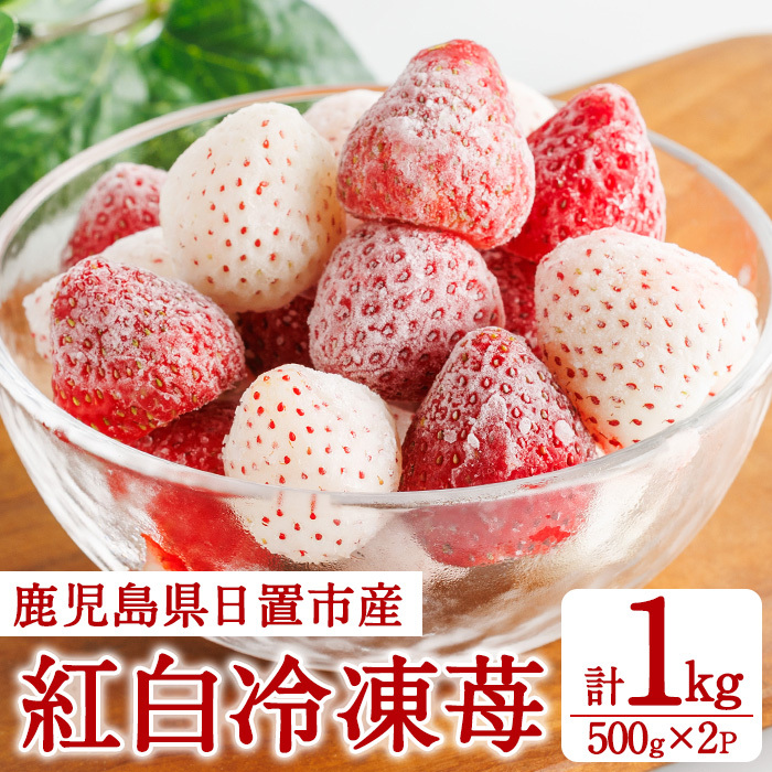 No.646-C 冷凍紅白いちご(約500g×2袋・計約1kg) 鹿児島 日置市 加工品 苺 イチゴ 冷凍 果物 フルーツ 小粒 アイス スムージー シロップ ジャム 数量限定 【ままりあ農園】