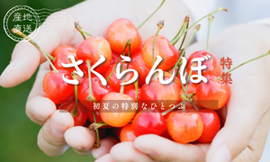 産地直送！旬のおいしさ『さくらんぼ特集』