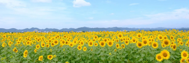 兵庫県小野市のひまわり畑