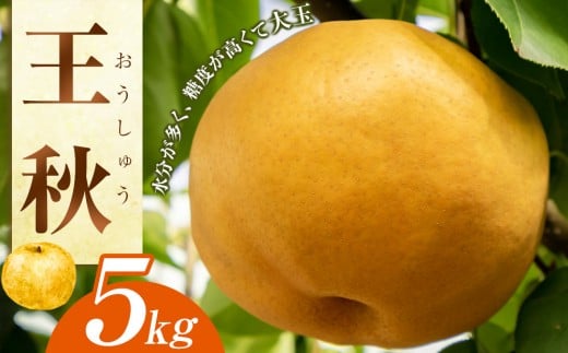  H 5kgiJAj2025N10{`11{ɏ\y Ȃ iV H イ t[c ʕ  挧Y kh  lC VN Âz挧kh14000ʕEt