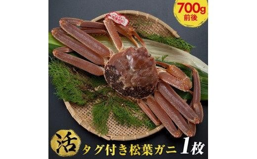 【活】タグ付き松葉ガニ 中1枚(700g前後)◇【着日指定不可】※2025年11月上旬〜2026年3月下旬頃に順次発送予定《かに カニ 蟹》鳥取県北栄町47000魚介・海産物カニ
