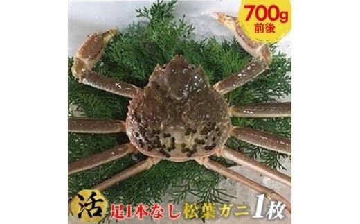 【活】足1本なし訳あり松葉ガニ 中1枚(700g前後)【着日指定不可】※2025年11月上旬〜2026年3月下旬頃に順次発送予定《かに カニ 蟹》鳥取県北栄町34000魚介・海産物カニ