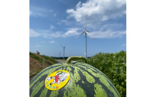 1117.鳥取県産 大玉スイカ 1玉 7-9キロ前後2L-3Lサイズ(こちらの返礼品は、大栄西瓜ではありません)鳥取県北栄町14000果物・フルーツメロン・スイカ
