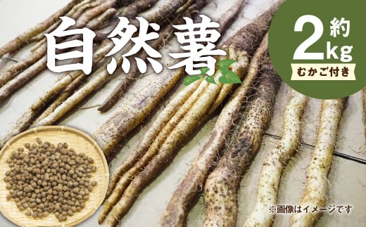 自然薯(じねんじょ) 2kg 以上 むかご付き 山芋 とろろ福岡県直方市20000野菜・きのこ大根・ニンジン・根菜類