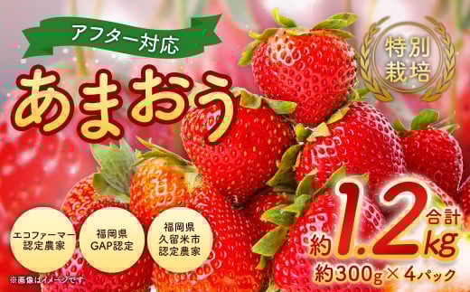 【2026年 2月発送】【アフター対応】特別栽培あまおう 約300g×4パック イチゴ 苺 いちご ※北海道・沖縄・離島配送不可福岡県直方市12000果物・フルーツいちご