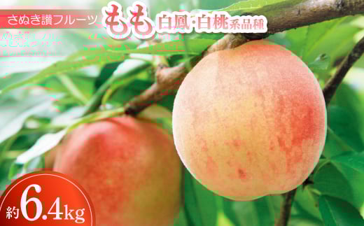 ʂ]t[cu(PEni)v6.4kg ߘa8N7y1609812z쌧43000ʕEt[cE