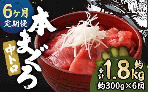 【6ヶ月定期便】 長崎県産 本マグロ「中トロ」約300g【大村湾漁業協同組合】長崎県時津町66000魚介・海産物鮮魚